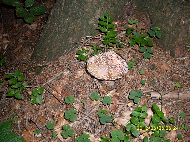 muchotrávka červenkastá Amanita rubescens Pers.