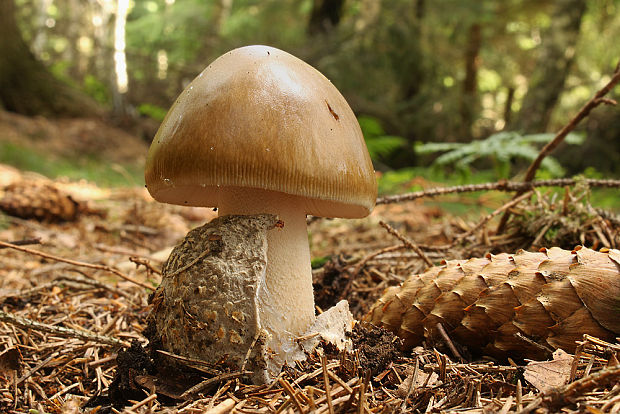 muchotrávka pošvatá Amanita vaginata (Bull.) Lam.