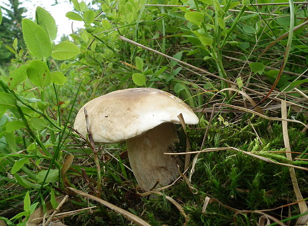 hríb smrekový Boletus edulis Bull.