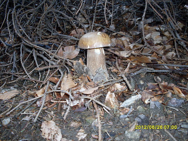 hríb dubový Boletus reticulatus Schaeff.