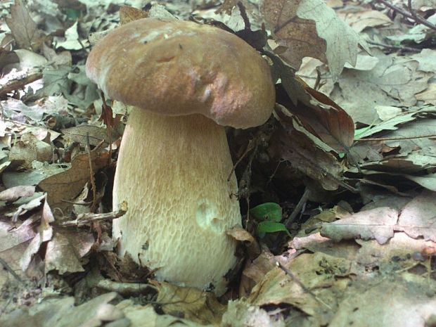 hríb dubový Boletus reticulatus Schaeff.