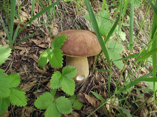 hríb Boletus sp.