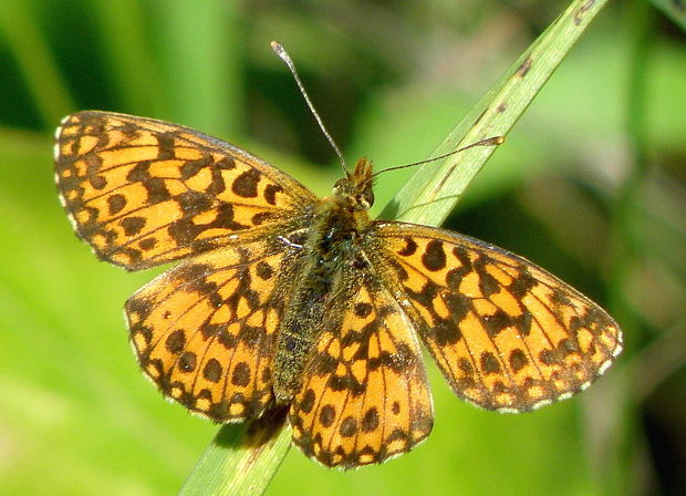 perlovec najmenší  Boloria dia  Linnaeus, 1767