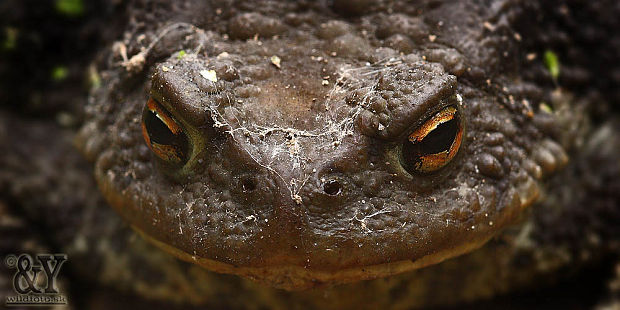 ropucha bradavičnatá Bufo bufo