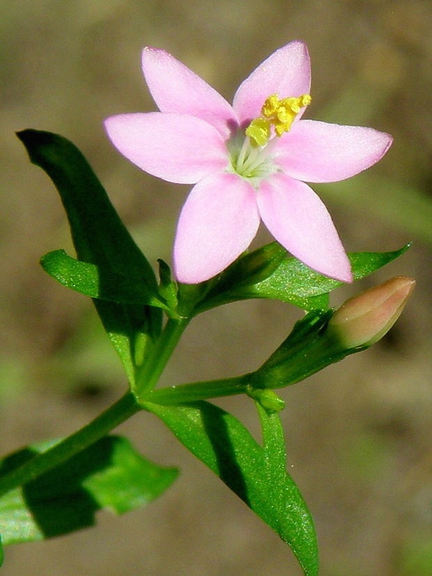 zemežlč menšia Centaurium erythraea Rafn