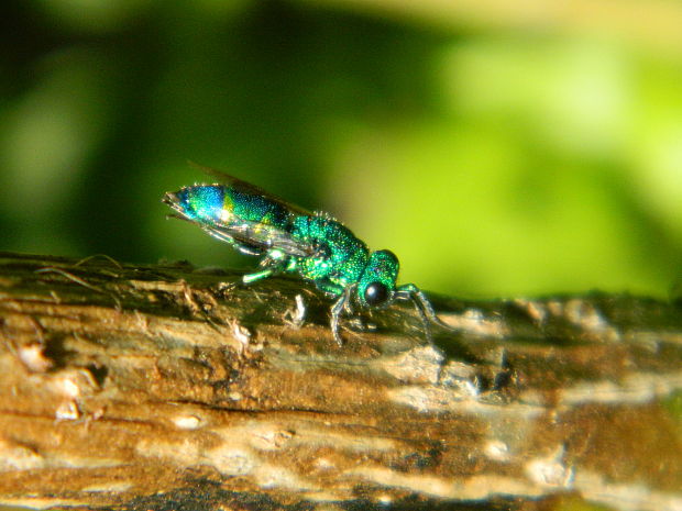 blyskavka Chrysis iris