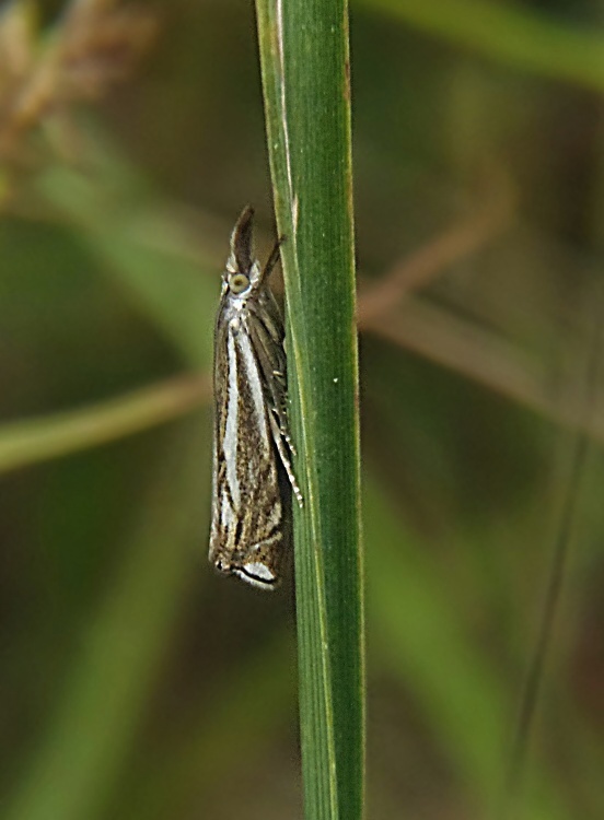 trávovec lúčny Crambus lathoniellus