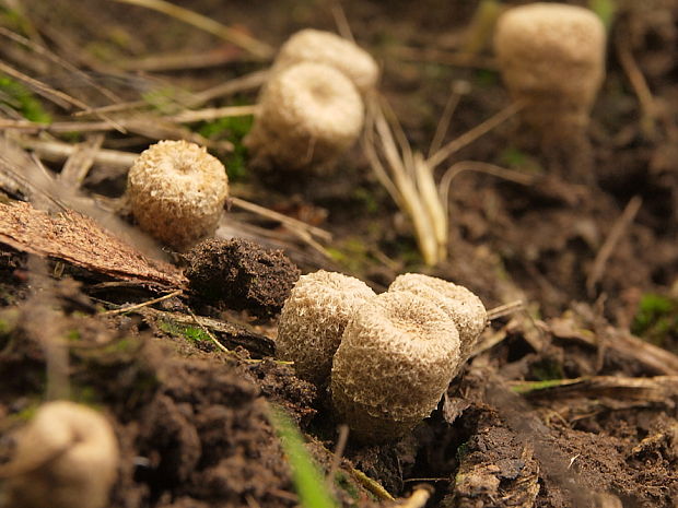 čiaškovec pásikavý Cyathus striatus (Huds.) Willd.