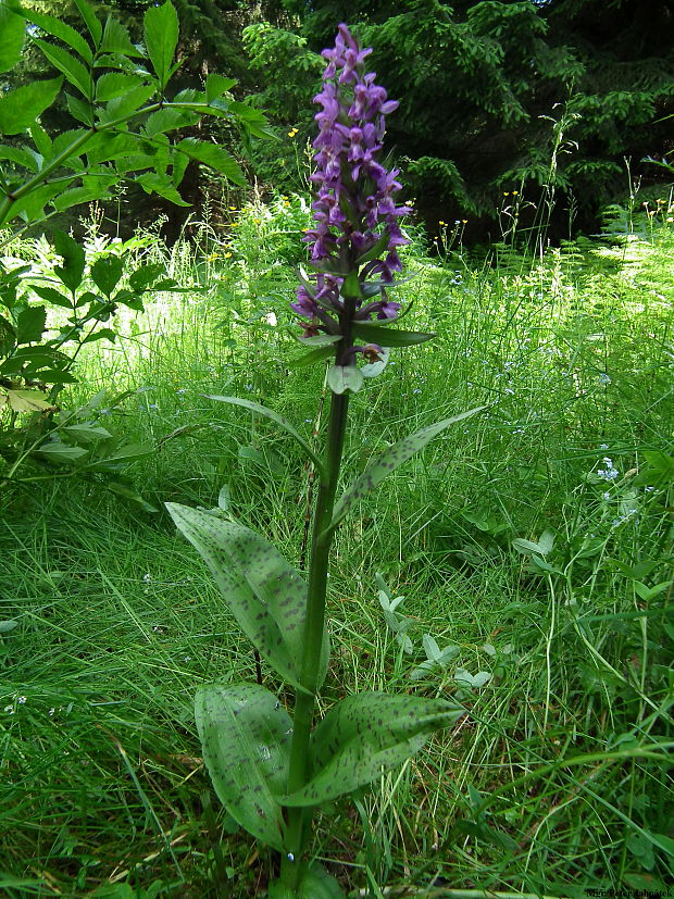 vstavačovec májový pravý Dactylorhiza majalis subsp. majalis (Reincherb.) Hunt & Summerh.