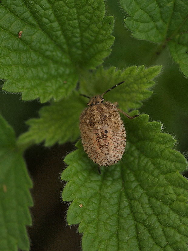 bzdocha obyčajná Dolycoris baccarum