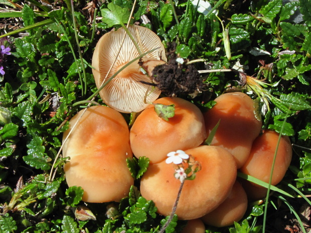 peniazovka trsovitá Gymnopus sp (Pers.) Antonín, Halling & Noordel.