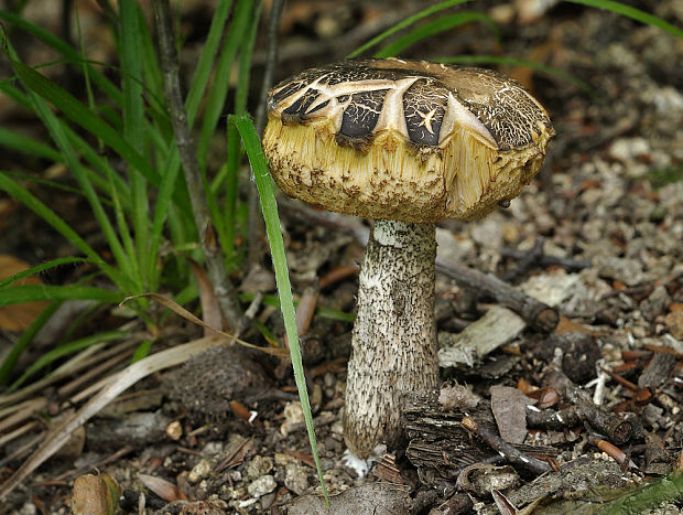 kozák hrabový Leccinum pseudoscabrum (Kallenb.) Šutara