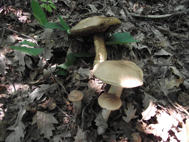 kozák Leccinum sp.