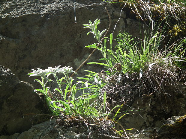 plesnivec alpínsky Leontopodium alpinum Cass.