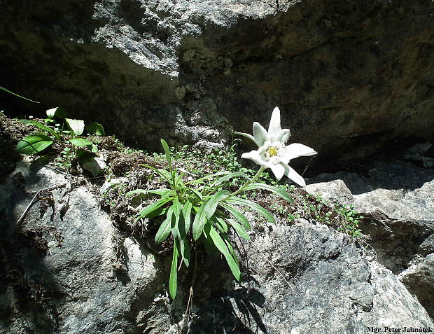 plesnivec alpínsky Leontopodium alpinum Cass.