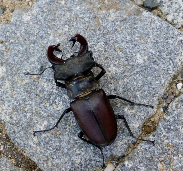 roháč obyčajný Lucanus cervus