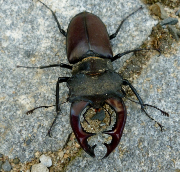 roháč obyčajný Lucanus cervus