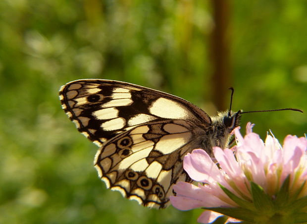 očkaň timotejkový Melanargia galathea