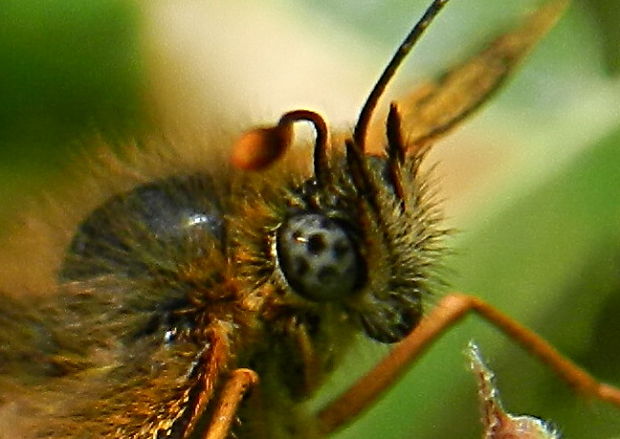 hnedáčik skorocelový Melitaea athalia