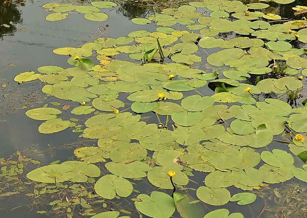 leknica žltá Nuphar lutea (L.) Sm.