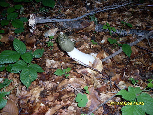 hadovka smradľavá Phallus impudicus L.