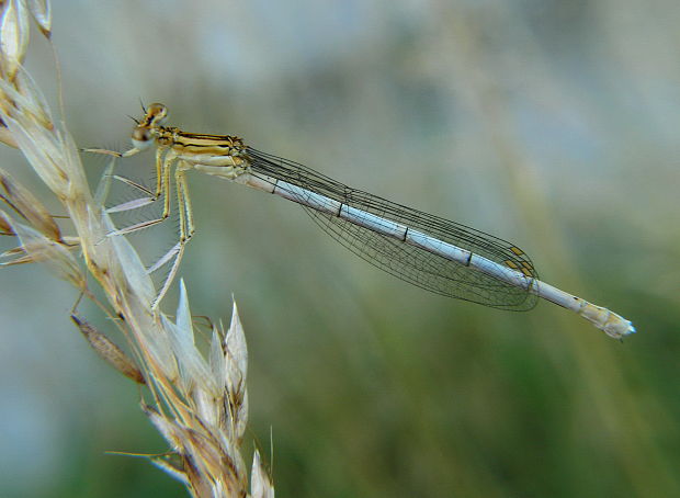 šidielko ploskonohé Platycnemis pennipes