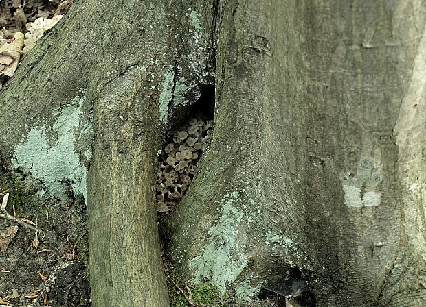 trúdnik klobúčkatý Polyporus umbellatus (Pers.) Fr.