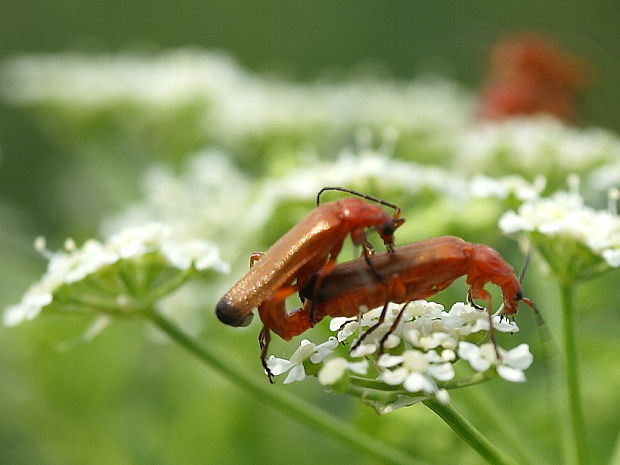 snehuľčík žltý Rhagonycha fulva