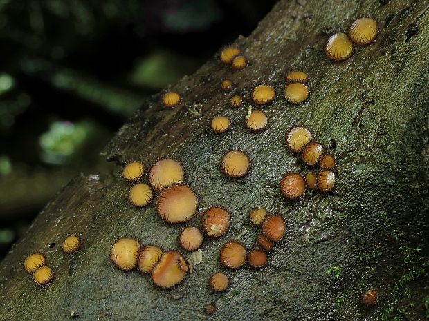 štítovnička Scutellinia sp.