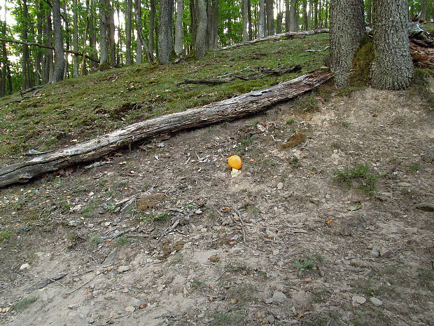 biotop muchotrávka cisárska (Amanita caesarea)