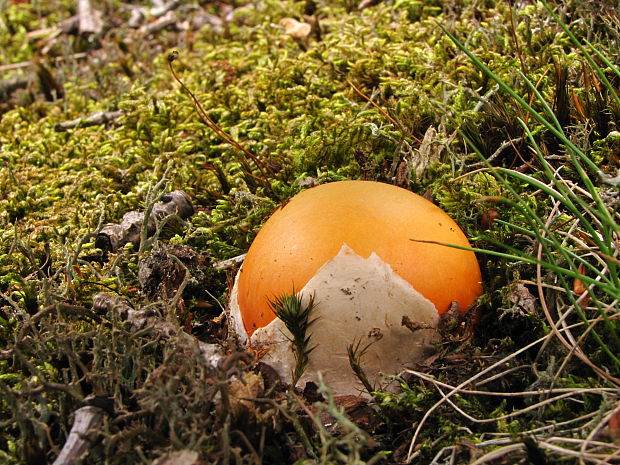 muchotrávka cisárska Amanita caesarea (Scop.) Pers.