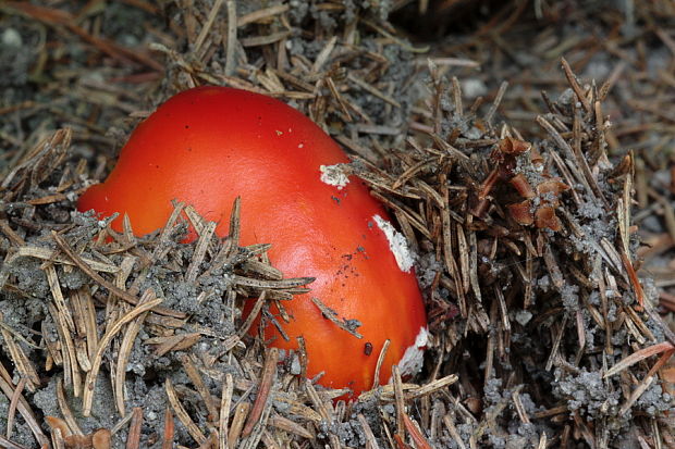 muchotrávka červená Amanita muscaria (L.) Lam.