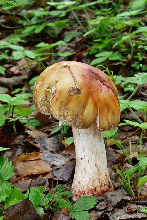 muchotrávka červenkastá Amanita rubescens Pers.