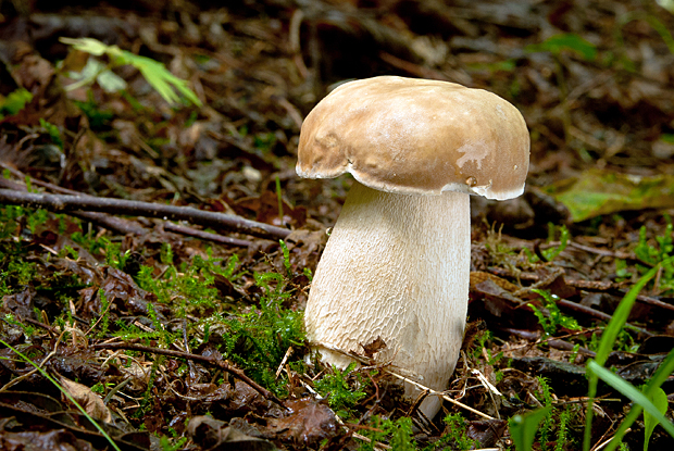 hríb dubový Boletus reticulatus Schaeff.