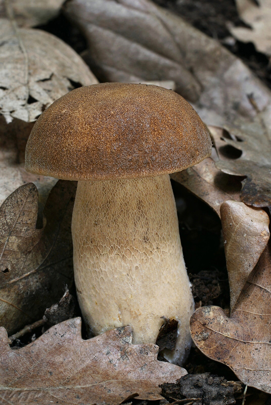 hríb dubový Boletus reticulatus Schaeff.