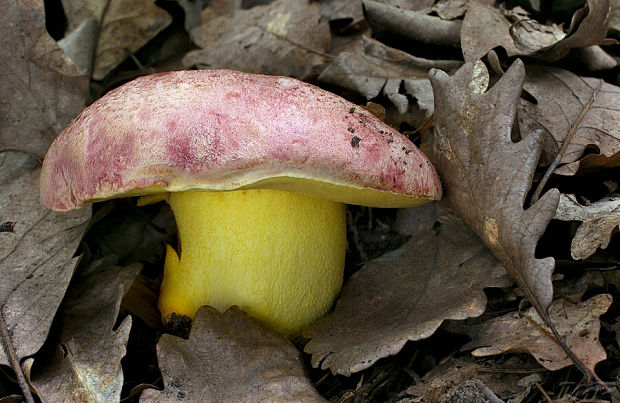 hríb kráľovský Butyriboletus regius (Krombh.) D. Arora & J.L. Frank