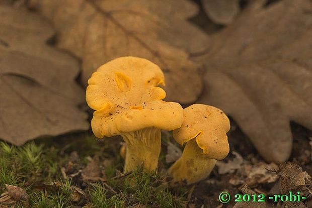 kuriatko jedlé Cantharellus cibarius Fr.