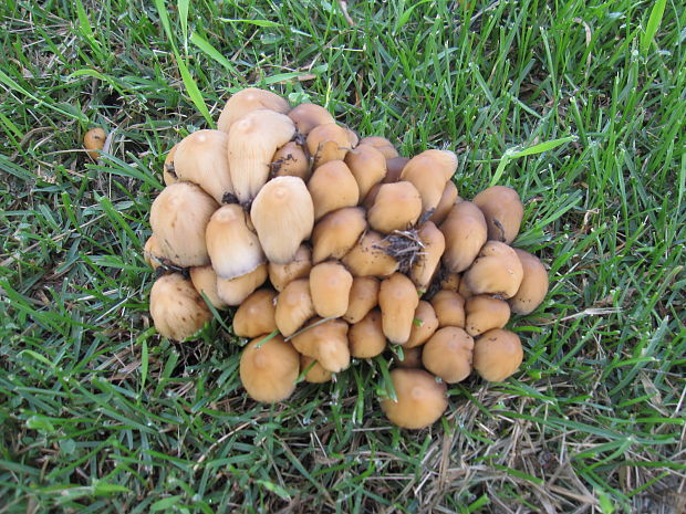 hnojník Coprinellus sp.