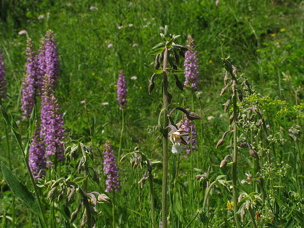 kruštík močiarny Epipactis palustris (L.) Crantz