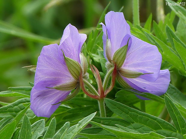 pakost lúčny Geranium pratense L.