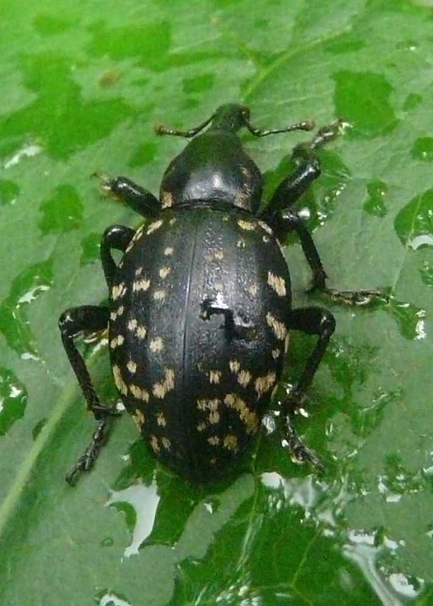 tvrdoň deväťsilový Liparus glabrirostris