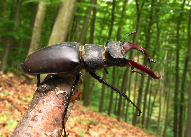 roháč veľký Lucanus cervus