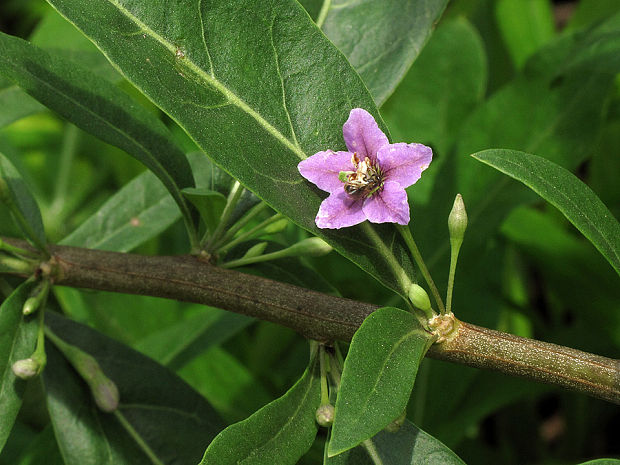 kustovnica cudzia Lycium barbarum L.