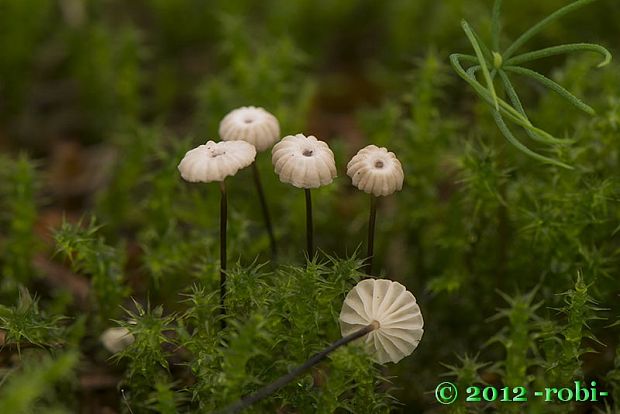 tanečnica golieriková Marasmius rotula (Scop.) Fr.