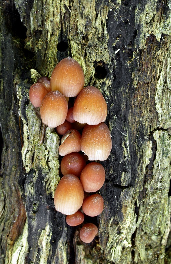 prilbička žltohlúbiková Mycena renati Quél.