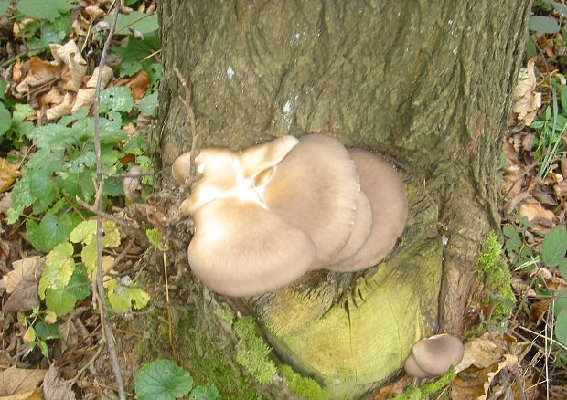 hliva buková Pleurotus pulmonarius (Fr.) Quél.