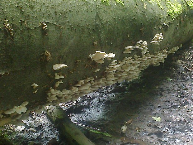 hliva buková Pleurotus pulmonarius (Fr.) Quél.