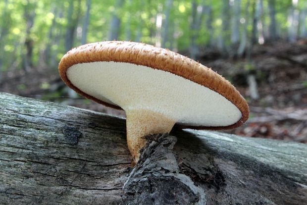 trúdnik hľuzovitý Polyporus tuberaster (Jacq. ex Pers.) Fr.