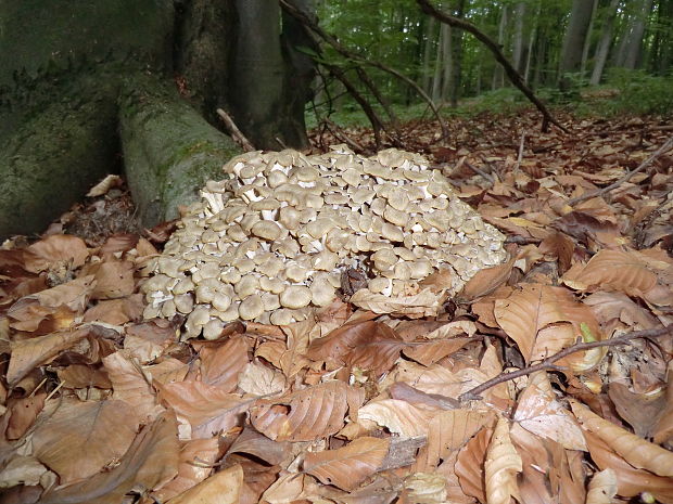 trúdnik klobúčkatý Polyporus umbellatus (Pers.) Fr.