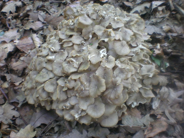 trúdnik klobúčkatý Polyporus umbellatus (Pers.) Fr.